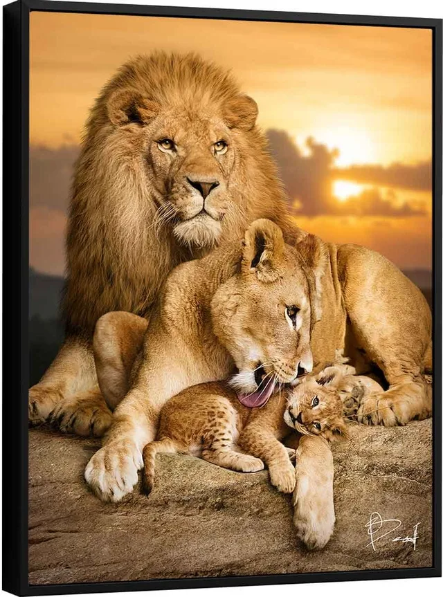 Quadro Família de Leões - O Primogênito. Leão e leoa junto com seu filhote ao pôr do sol, arte decorativa para sala de estar