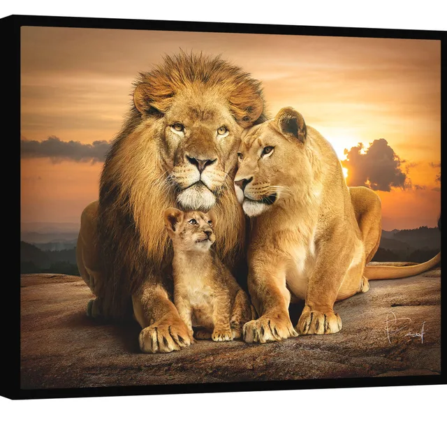 Quadro Família Unida de Leões. Leão e leoa protegendo o filhote ao pôr do sol