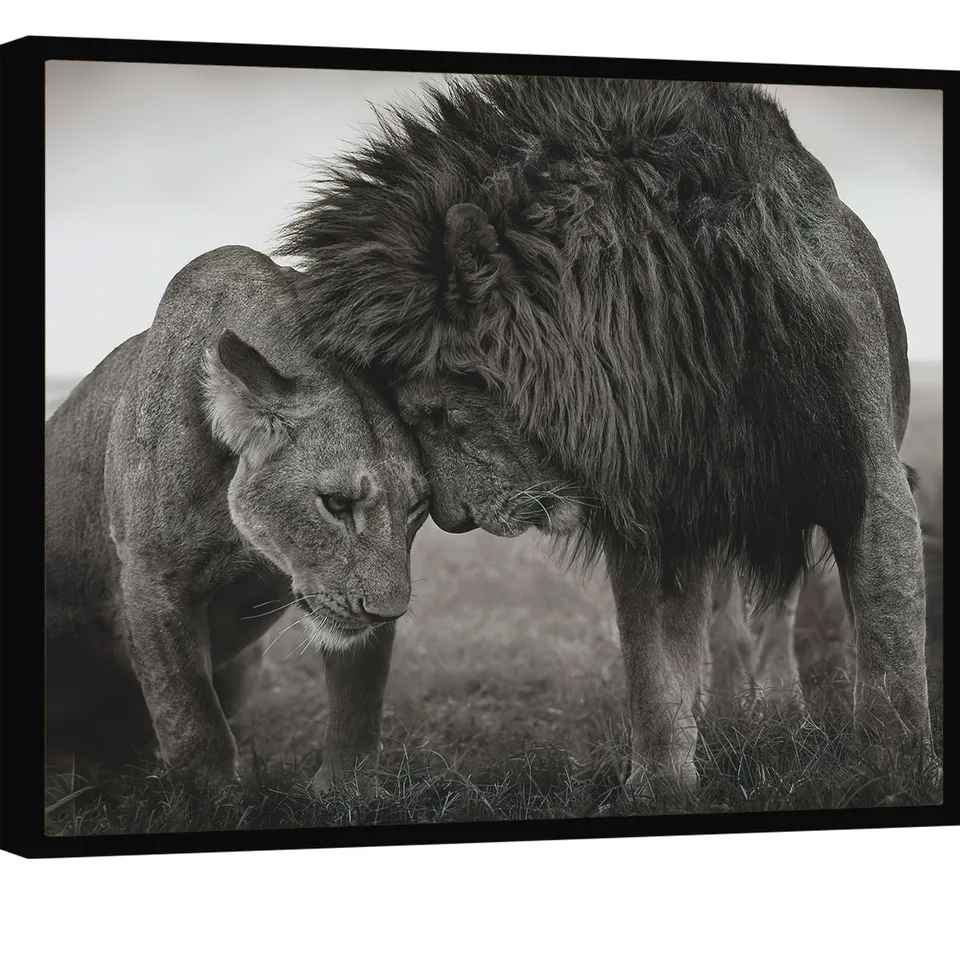 Quadro Conexão de Leões. Leão fazendo carinho em leoa, arte preta e branco