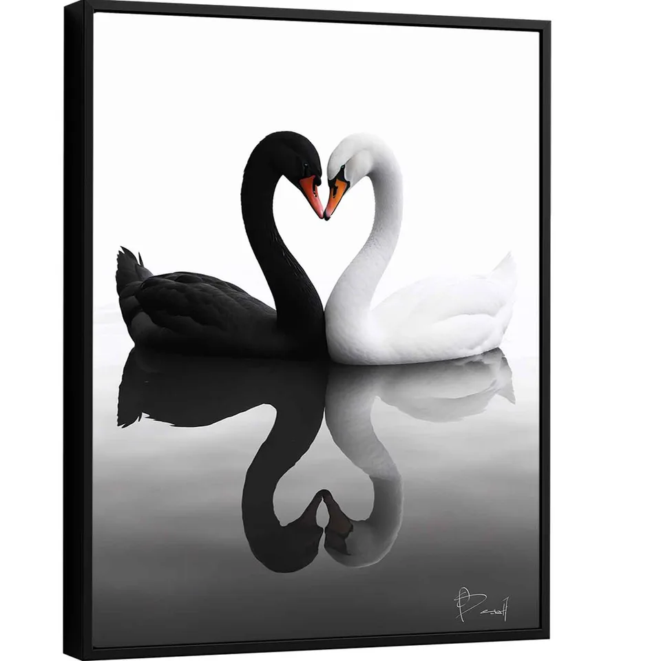 Quadro Cisnes Afetuosos