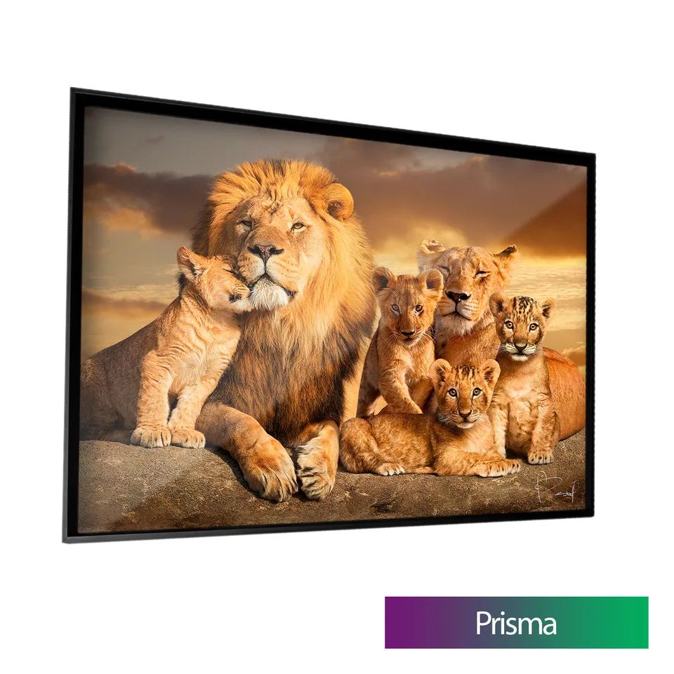 Quadro A Linhagem do Leão com 4 Filhotes com moldura Prisma e vidro