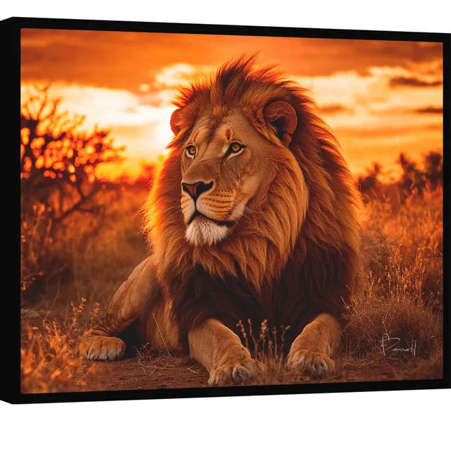 Quadro Leão ao Pôr do Sol