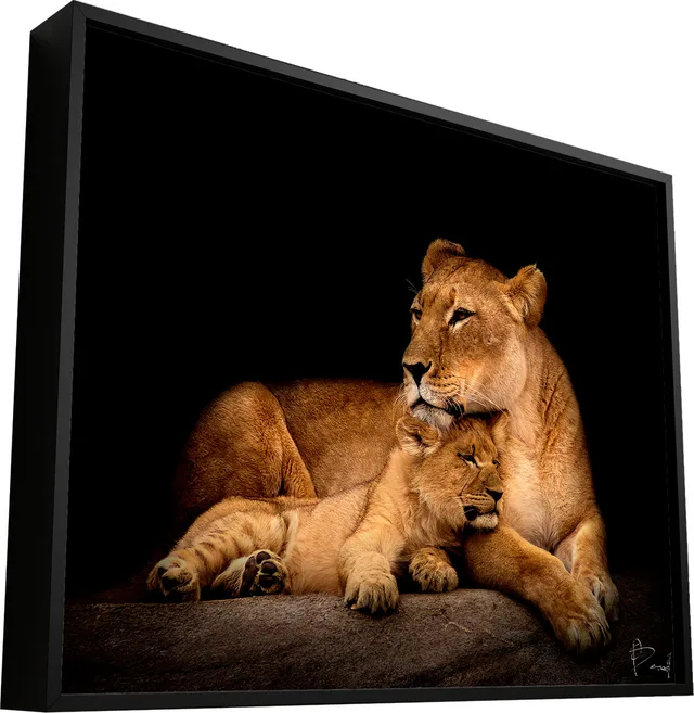 Quadro Leoa Amorosa. Leoa fazendo carinho em seu filhote em cima de rocha