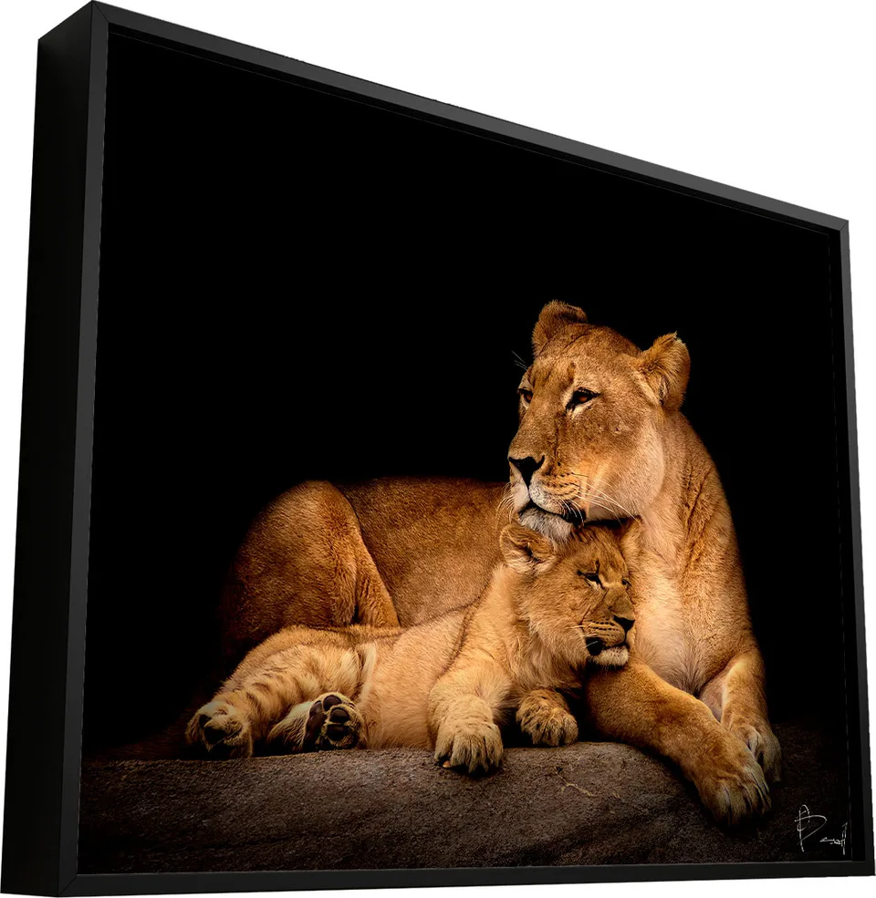 Quadro Leoa Amorosa. Leoa fazendo carinho em seu filhote em cima de rocha