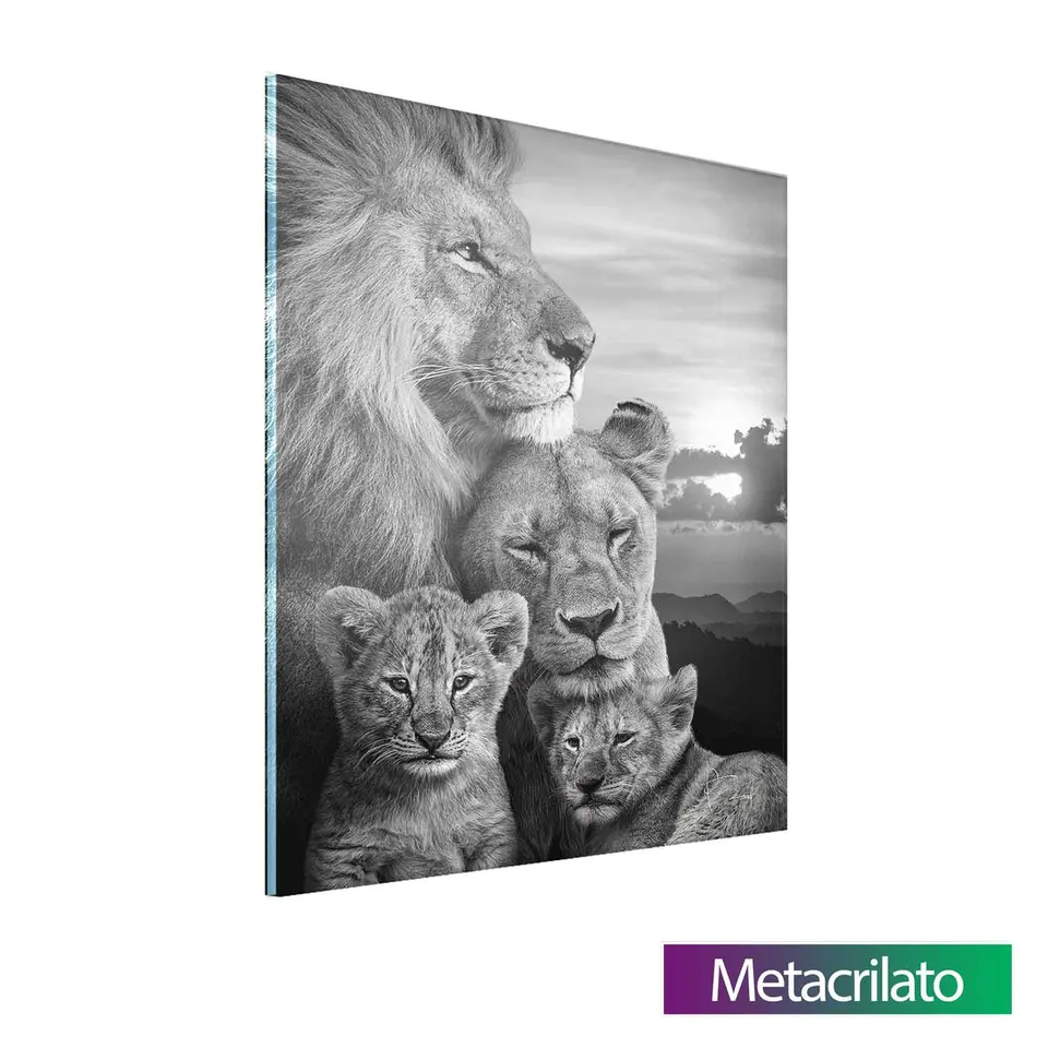 Quadro Família de Leões com acabamento em metacrilato