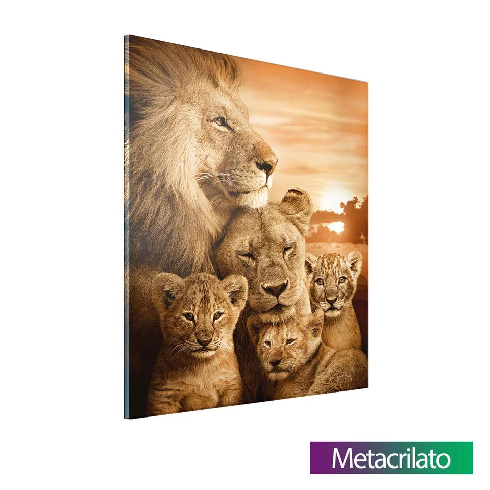 Quadro Família de Leões com 3 Filhotes com acabamento em metacrilato