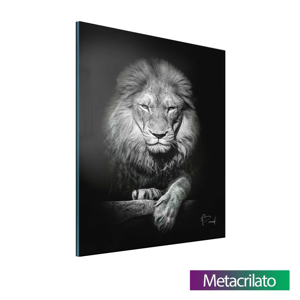 Quadro Leão no Preto com acabamento em metacrilato