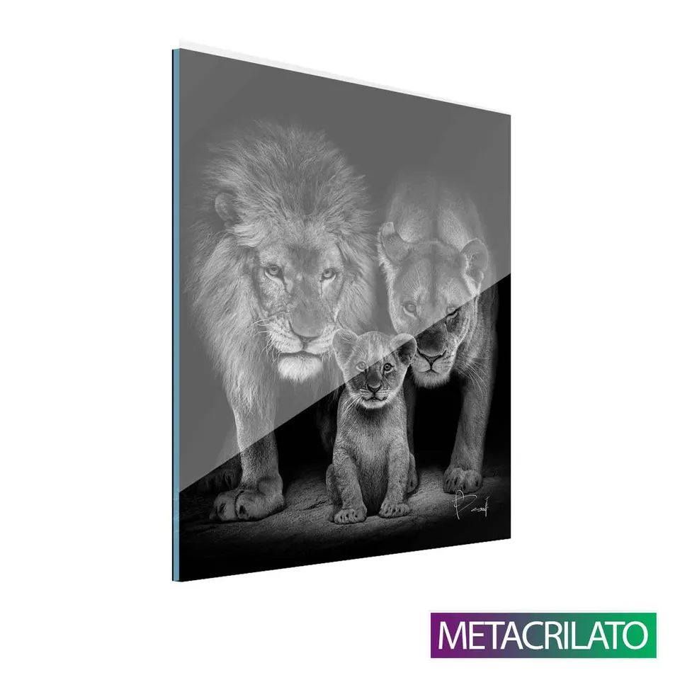 Quadro Proteção de Leão com acabamento em metacrilato