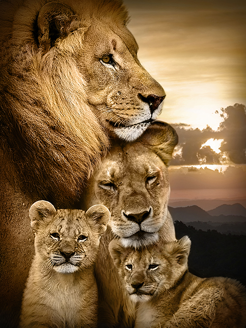 Quadro Família de Leões Colorido