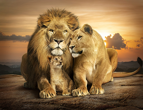 Quadro Família Unida de Leões