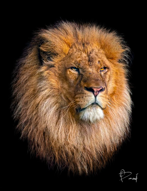Quadro A Sabedoria do Leão