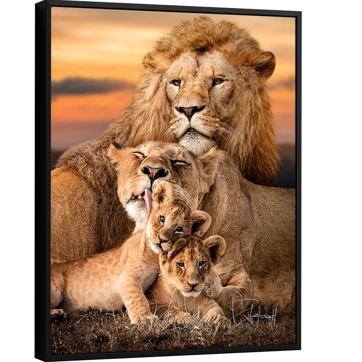 Quadro Família de Leões Safari